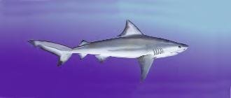 Trident New Comfortable Neoprene Strap Wrapper for Your Scuba Diving & Snorkeling Mask - Megalodon Great White Shark/LID