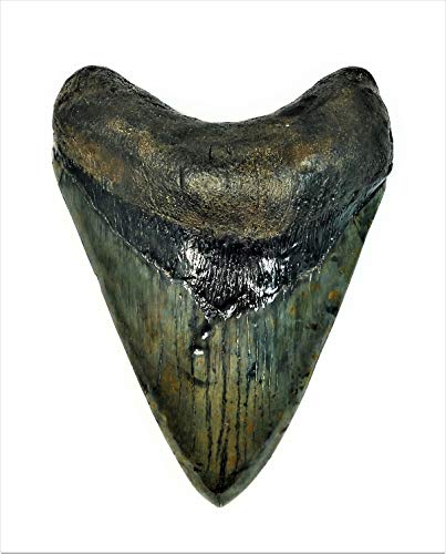 Exact Tooth as Shown in Image - Professionally Restored Monster Megalodon 7.253 Inch (184.2mm) Prehistoric Fossilized Shark Tooth with a Free Tooth Stand