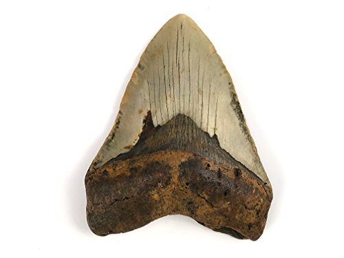 Authentic Massive Megalodon Shark Tooth - 236.9 Grams