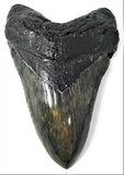 Exact Tooth as Shown in Image - Professionally Restored Monster Megalodon Prehistoric Fossilized Shark Tooth