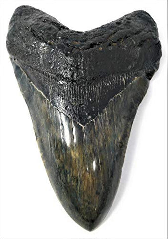 Exact Tooth as Shown in Image - Professionally Restored Monster Megalodon Prehistoric Fossilized Shark Tooth