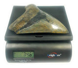 Exact Tooth as Shown in Image - Professionally Restored Monster Megalodon 7.253 Inch (184.2mm) Prehistoric Fossilized Shark Tooth with a Free Tooth Stand