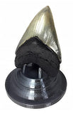 Beautiful 3D Printed Megalodon Shark Tooth Display Stand with a 4-5/8" Round Base