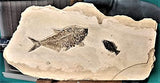 Rare Fossil Fish Matrix Plate - 50 Million Year Old Eocene-Era from Green River Formation - Ready for Hanging (39")