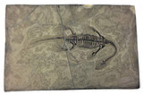 Rare 100% Complete Fossilized Marine Dinosaur - Keichousaurus Hui Reptile from Guizhou Province, China (Triassic Age, 240 Million Years Ago) - Professionally Prepared with Brushed Aluminum Plaque
