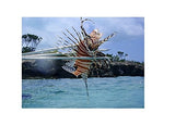 Spear Fishing Pole Spear 6mm Tips for Spearfishing and Lionfish Hunting