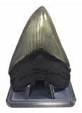Custom 3D-Printed Display Stand for Ammonites and Megalodon Shark Teeth (4" x 2-5/8" x 2-1/2" Tall)
