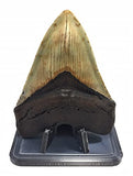 Custom 3D-Printed Display Stand for Ammonites and Megalodon Shark Teeth (4" x 2-5/8" x 2-1/2" Tall)