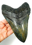 Exact Tooth as Shown in Image - Professionally Restored Monster Megalodon Prehistoric Fossilized Shark Tooth