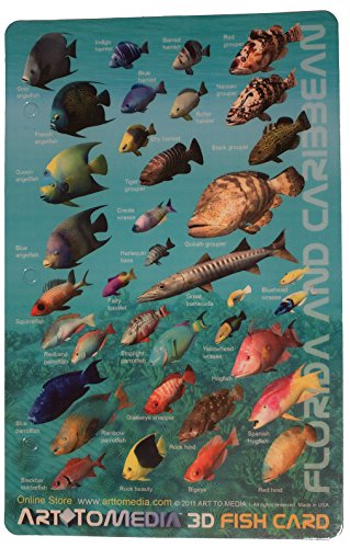 Innovative Scuba Concepts Awesome Art to Media Underwater Waterproof 3D Fish Card - Florida & The Caribbean (8.5 x 5.5 Inches) (21.6 x 15cm)/LID