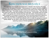 Rare 100% Complete Fossilized Marine Dinosaur - Keichousaurus Hui Reptile from Guizhou Province, China (Triassic Age, 240 Million Years Ago) - Professionally Prepared with Brushed Aluminum Plaque