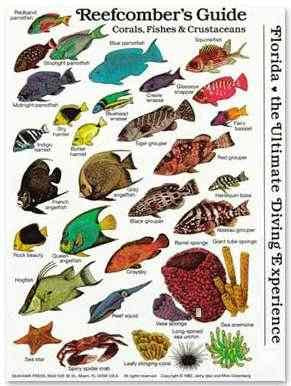 Submersible Fish ID Card & Mini Pocket Guide for Scuba Divers, Snorkelers & Fishermen - Reef Fishes, Corals & Crustaceans of The Tropical Atlantic, Florida, Bahamas & The Caribbean (6 x 4 Inches)