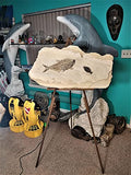 Rare Fossil Fish Matrix Plate - 50 Million Year Old Eocene-Era from Green River Formation - Ready for Hanging (39")