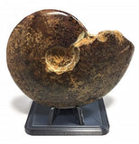 Custom 3D-Printed Display Stand for Ammonites and Megalodon Shark Teeth (4" x 2-5/8" x 2-1/2" Tall)