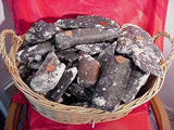 Megalodon Dinner - Prehistoric Mammal Bone Fossils