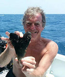 Exact Tooth as Shown in Image - Professionally Restored Monster Megalodon Prehistoric Fossilized Shark Tooth