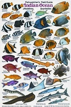 Fishwatcher's Field Guide to The Indian Ocean, Maldives & The Seychelles - New Submersible Fish ID Card & Pocket Guide for Scuba Divers, Snorkelers & Fishermen