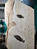 Rare Fossil Fish Matrix Plate - 50 Million Year Old Eocene-Era from Green River Formation - Ready for Hanging