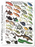 Submersible Mini Fish ID Card & Fishwatcher's Field Pocket Guide for Scuba Divers, Snorkelers & Fishermen - Reef Fishes of The Tropical Atlantic (Florida, The Bahamas & The Caribbean) (6 x 4 Inches)