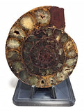 Custom 3D-Printed Display Stand for Ammonites and Megalodon Shark Teeth (4" x 2-5/8" x 2-1/2" Tall)