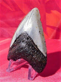 Custom Megalodon Shark Tooth Display Stand - 1-1/2 Tall with a Base That is 1-3/8 Wide x 1-1/2 Deep