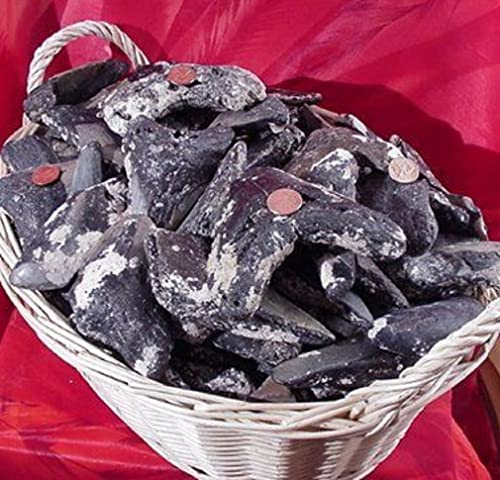 Prehistoric Megalodon Fossilized Shark Tooth Shards with at Least One Large Tooth Frag Over 4.0" in Every Pound (Un-Cleaned and Sold by The Pound)