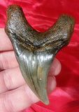 Largest Parotodus Benedeni Shark Tooth on Amazon or Ebay - 3.15"