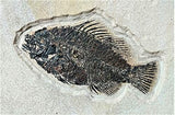 Rare Fossil Fish Matrix Plate - 50 Million Year Old Eocene-Era from Green River Formation - Ready for Hanging