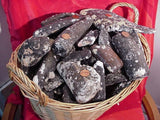 Megalodon Dinner - Prehistoric Mammal Bone Fossils