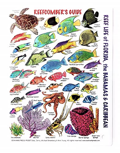 Submersible Mini Fish ID Card & Reefcomber's Field Pocket Guide for Scuba Divers, Snorkelers & Fishermen - Reef Life of Florida, The Bahamas & The Caribbean (6 x 4 Inches)