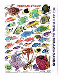 Submersible Mini Fish ID Card & Reefcomber's Field Pocket Guide for Scuba Divers, Snorkelers & Fishermen - Reef Life of Florida, The Bahamas & The Caribbean (6 x 4 Inches)