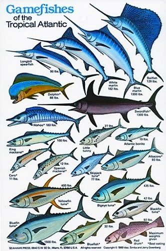 New Submersible Fish ID Card & Pocket Guide for Scuba Divers, Snorkelers & Fishermen - Gamefishes of The Tropical Atlantic