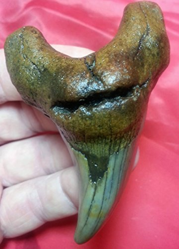 Largest Parotodus Benedeni Shark Tooth on Amazon or Ebay - 3.15"
