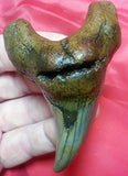 Largest Parotodus Benedeni Shark Tooth on Amazon or Ebay - 3.15"