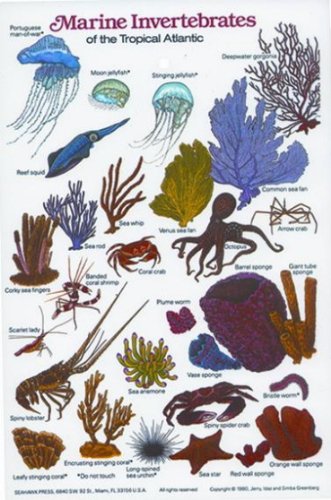 New Submersible Fish ID Card & Pocket Guide for Scuba Divers, Snorkelers & Fishermen - Marine Invertebrates of the Tropcial Atlantic/FBM