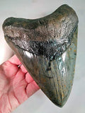 Exact Tooth as Shown in Image - Professionally Restored Monster Megalodon 7.253 Inch (184.2mm) Prehistoric Fossilized Shark Tooth with a Free Tooth Stand