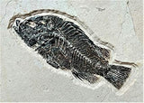 Rare Fossil Fish Matrix Plate - 50 Million Year Old Eocene-Era from Green River Formation - Ready for Hanging