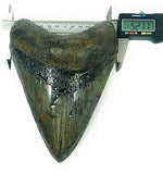 Exact Tooth as Shown in Image - Professionally Restored Monster Megalodon 7.253 Inch (184.2mm) Prehistoric Fossilized Shark Tooth with a Free Tooth Stand