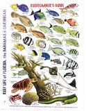 Submersible Mini Fish ID Card & Reefcomber's Field Pocket Guide for Scuba Divers, Snorkelers & Fishermen - Reef Life of Florida, The Bahamas & The Caribbean (6 x 4 Inches)