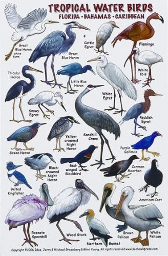 New Submersible Bird ID Card & Pocket Guide for Scuba Divers, Snorkelers & Fishermen - Birdwatcher's Field Guide to The Tropical Water Birds of Florida, Bahamas & The Caribbean/LID