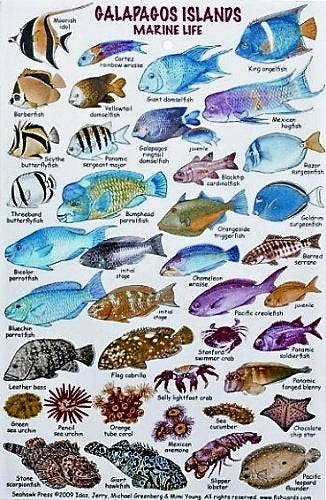 New Submersible Fish ID Card & Pocket Guide for Scuba Divers, Snorkelers & Fishermen - Fishwatcher's Field Guide to The Galapagas Islands