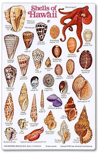 New Submersible Fish ID Card & Pocket Guide for Scuba Divers, Snorkelers & Fishermen - Shells and Marine Invertebrates of Hawaii