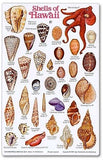 New Submersible Fish ID Card & Pocket Guide for Scuba Divers, Snorkelers & Fishermen - Shells and Marine Invertebrates of Hawaii