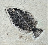 Rare Fossil Fish Matrix Plate - 50 Million Year Old Eocene-Era from Green River Formation - Ready for Hanging (39")