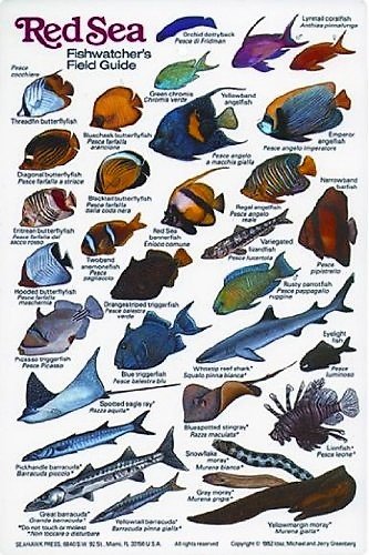 New Submersible Fish ID Card & Pocket Guide for Scuba Divers, Snorkelers & Fishermen - Fishwatcher's Field Guide to The Red Sea