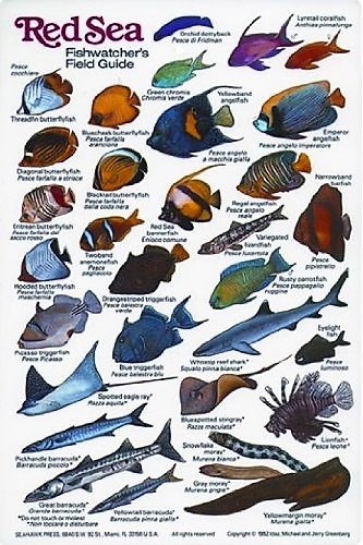 Frustration kaustisk Centimeter New Submersible Fish ID Card & Pocket Guide for Scuba Divers, Snorkele –  Poseidon Adventures - MyScubaShop