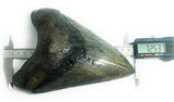 Exact Tooth as Shown in Image - Professionally Restored Monster Megalodon 7.253 Inch (184.2mm) Prehistoric Fossilized Shark Tooth with a Free Tooth Stand