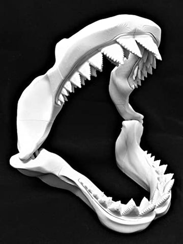 3D-Printed Great White Megalodon Articulated Shark Jaw with Sharp Serrated Teeth