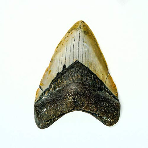 Genuine Megalodon Shark Tooth (161.3 Grams)