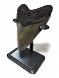 Deep Sea Fossils Beautiful 3D Printed Megalodon Shark Tooth Display Stand